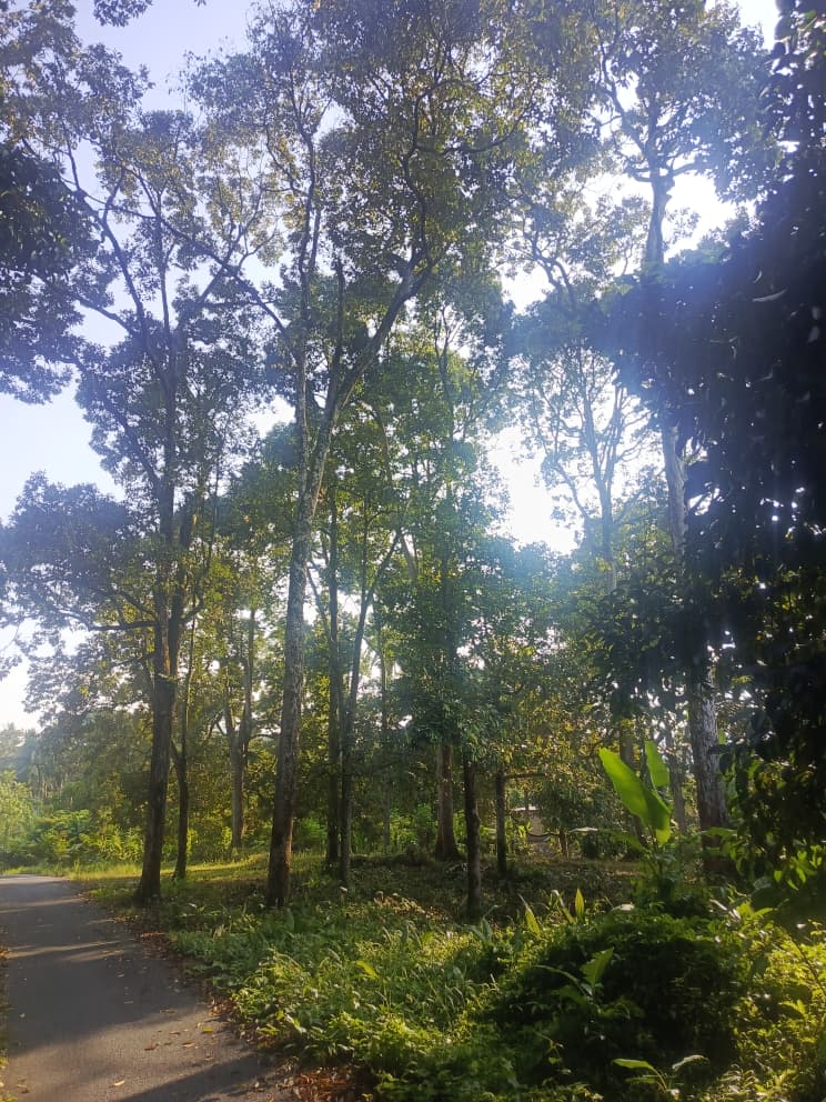 Dusun durian berserta rumah untuk dijual Leng - photo 8