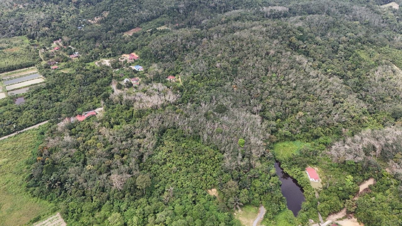 Tanah Pertanian Kampung Pilah Tengah - photo 3