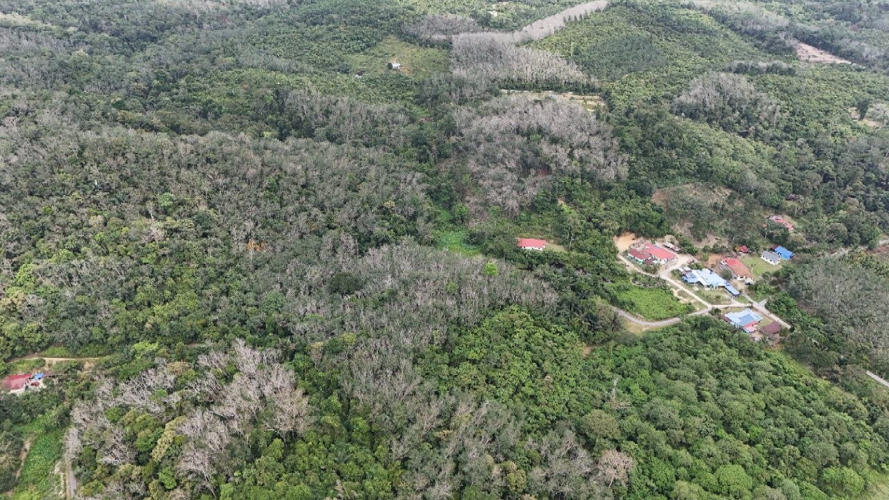 Tanah Pertanian Kampung Pilah Tengah - photo 7