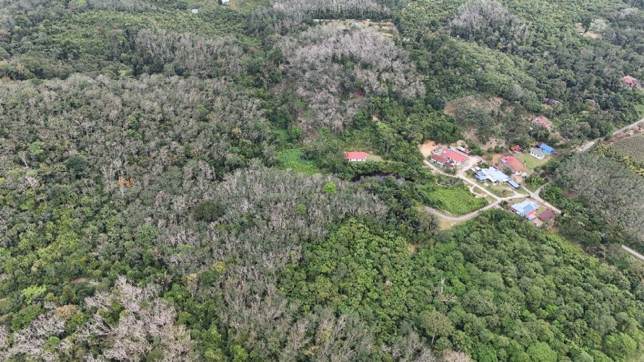 Tanah Pertanian Kampung Pilah Tengah - photo 10
