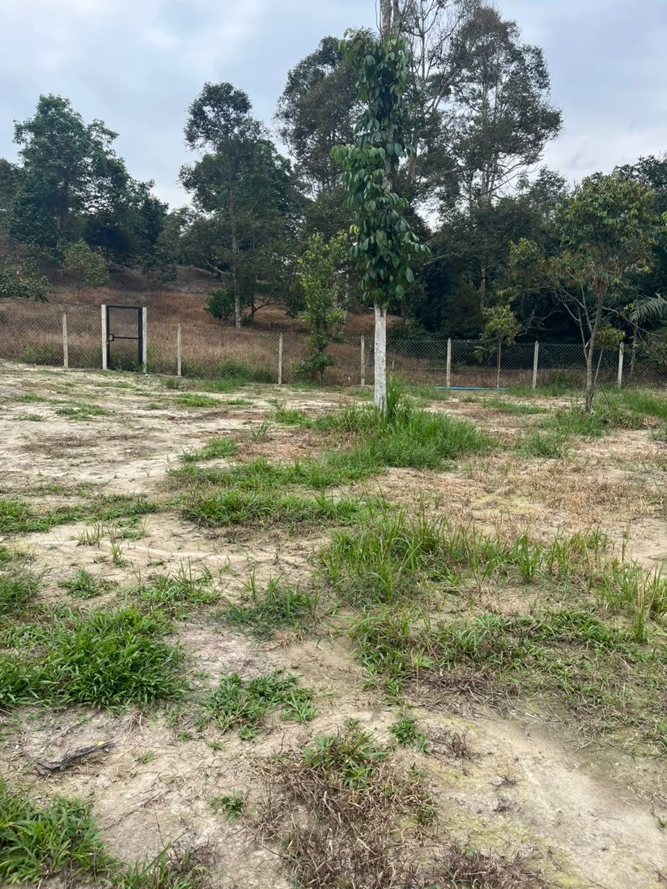 Dusun Untuk Dijual Area Lenggeng Seremban - photo 3