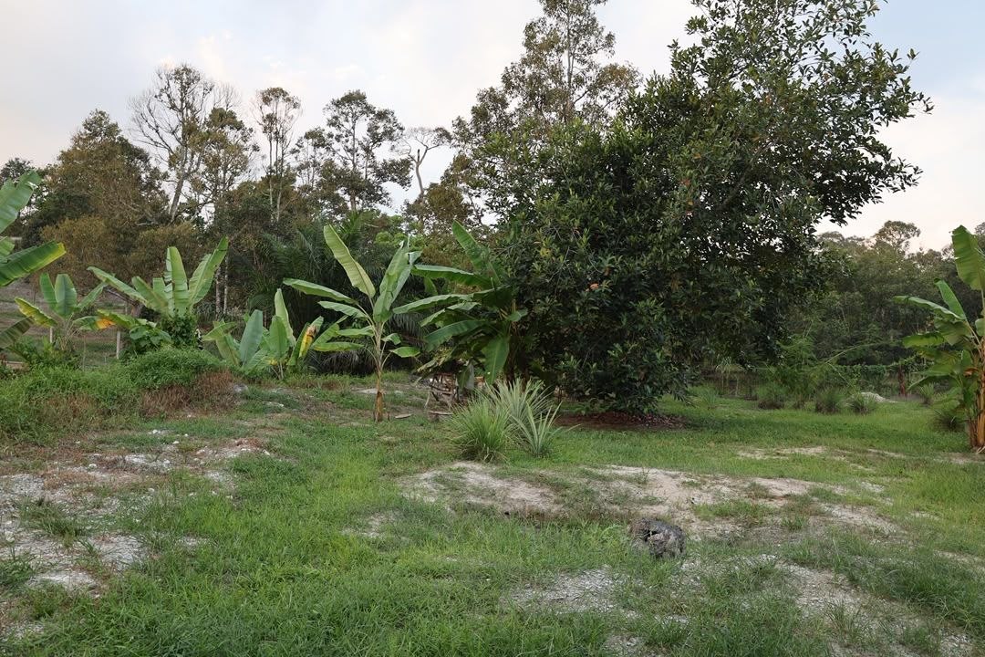 Dusun Untuk Dijual Area Lenggeng Seremban - photo 8