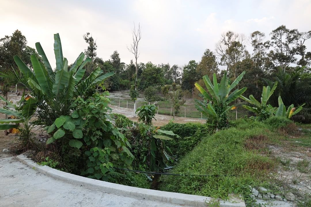 Dusun Untuk Dijual Area Lenggeng Seremban - photo 12