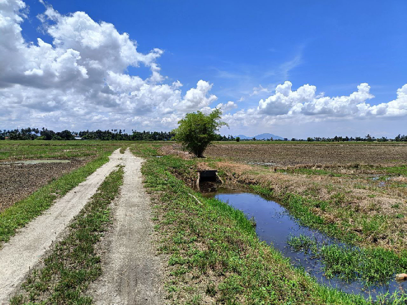 Tanah bendang/sawah untuk dijual di Penaga, Pulau Pinang - photo 3