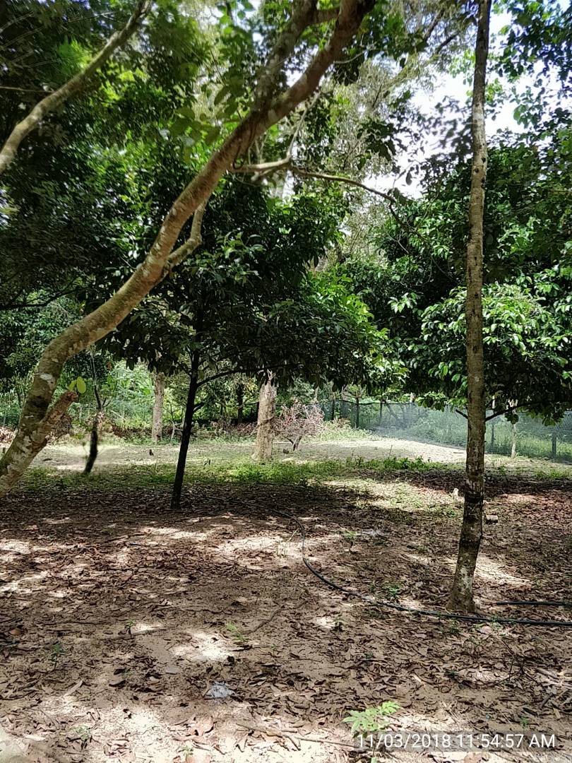 MANTIN DURIAN ORCHARD NEAR TO LEKAS HIGHWAY ACCESS - photo 7