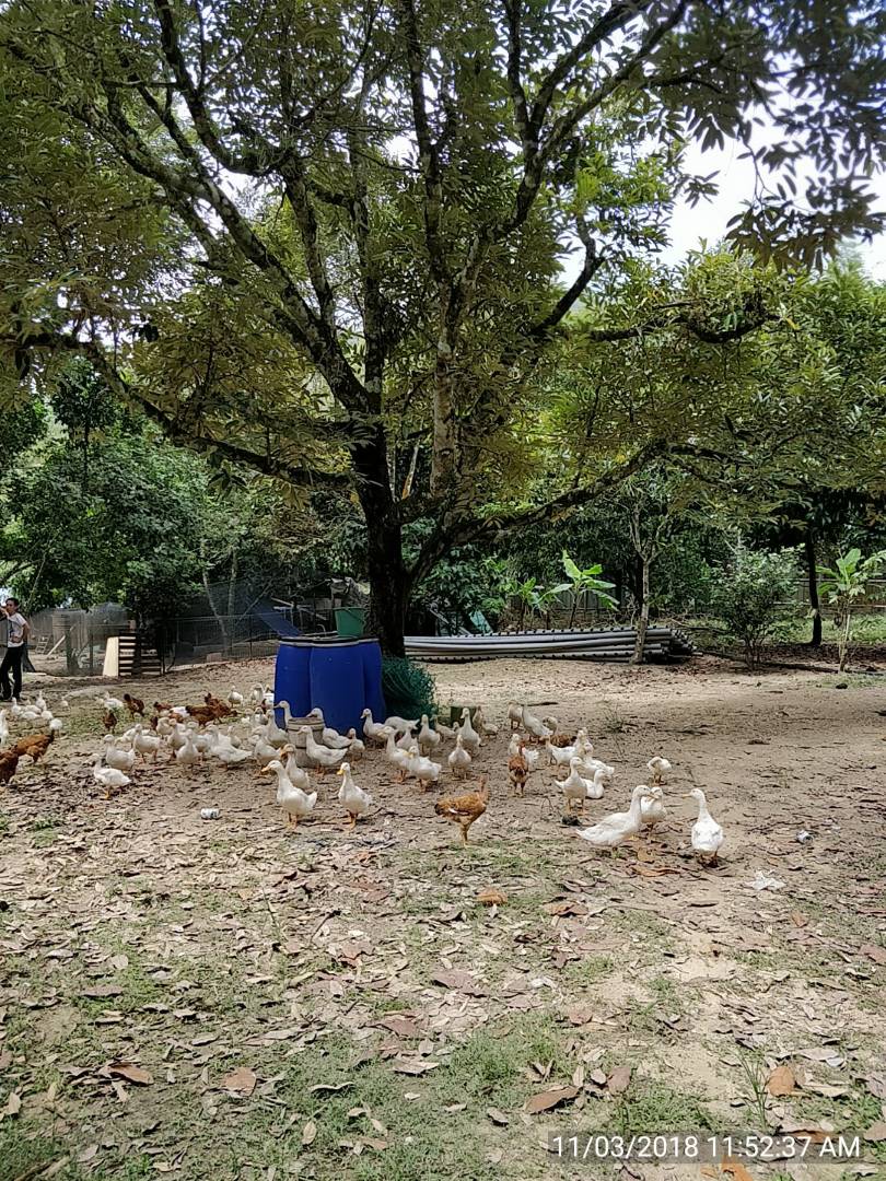 MANTIN DURIAN ORCHARD NEAR TO LEKAS HIGHWAY ACCESS - photo 5