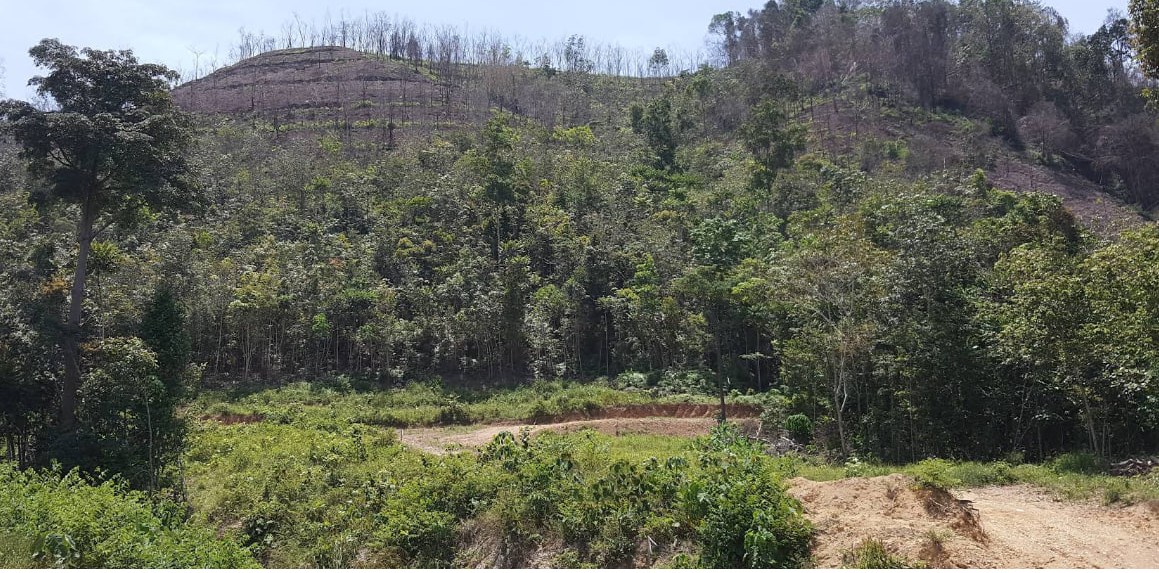 Oil Palm Land In Karak Pahang - photo 2