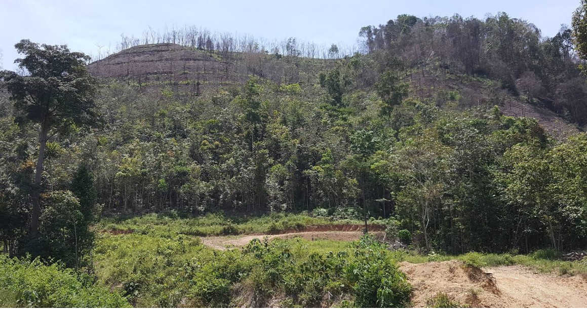 Oil Palm Land In Karak Pahang - photo 3