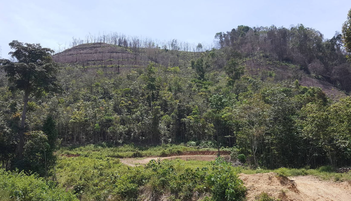 Oil Palm Land In Karak Pahang - photo 6