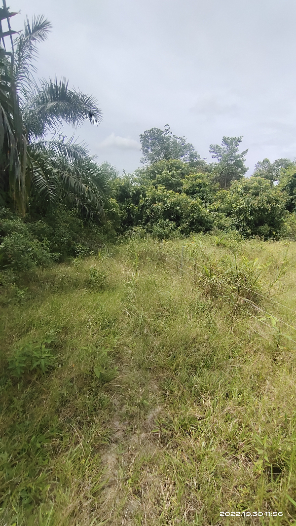 Tanah ekar Pertanian Ibok utk dijual - photo 3