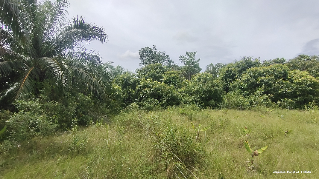Tanah ekar Pertanian Ibok utk dijual - photo 4