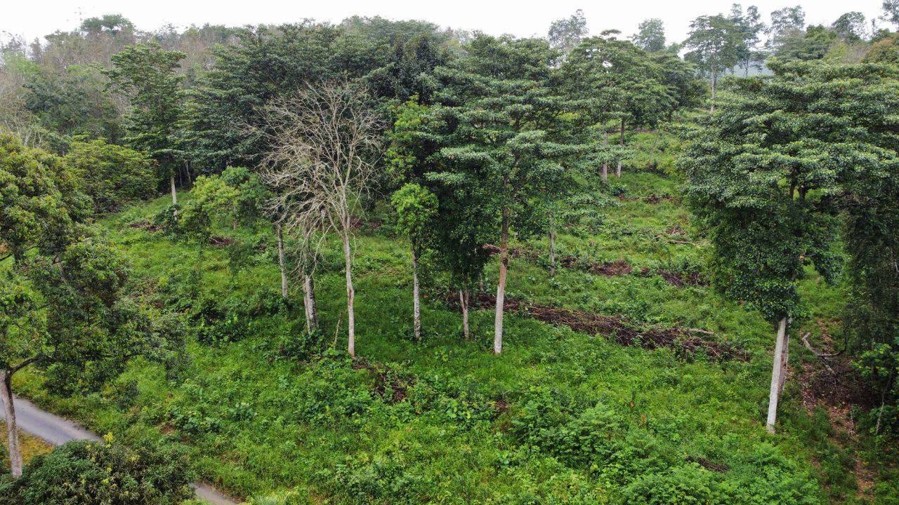 Land for sale at Salak Tinggi Sepang - photo 3