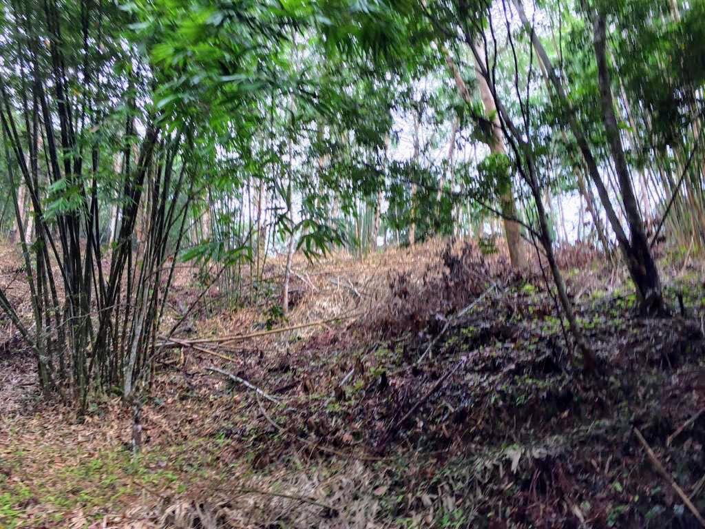Agriculture Land at Genting Malek Batang Kali - photo 4
