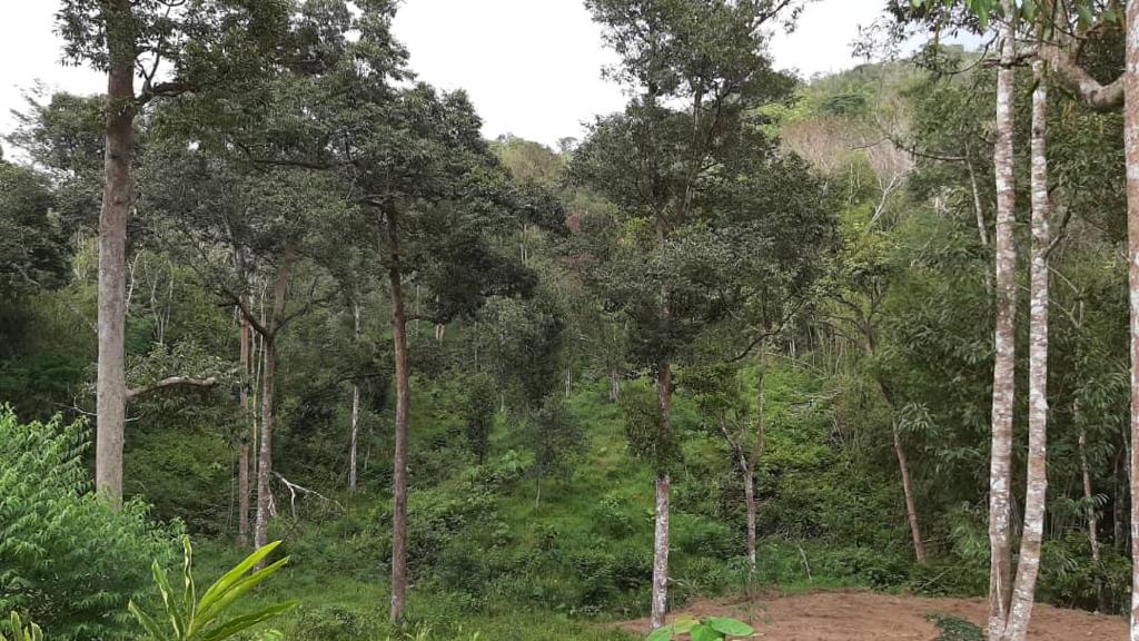 Tanah 3 Ekar Sg Baru Ada Anak Sungai Ulu Yam - photo 7
