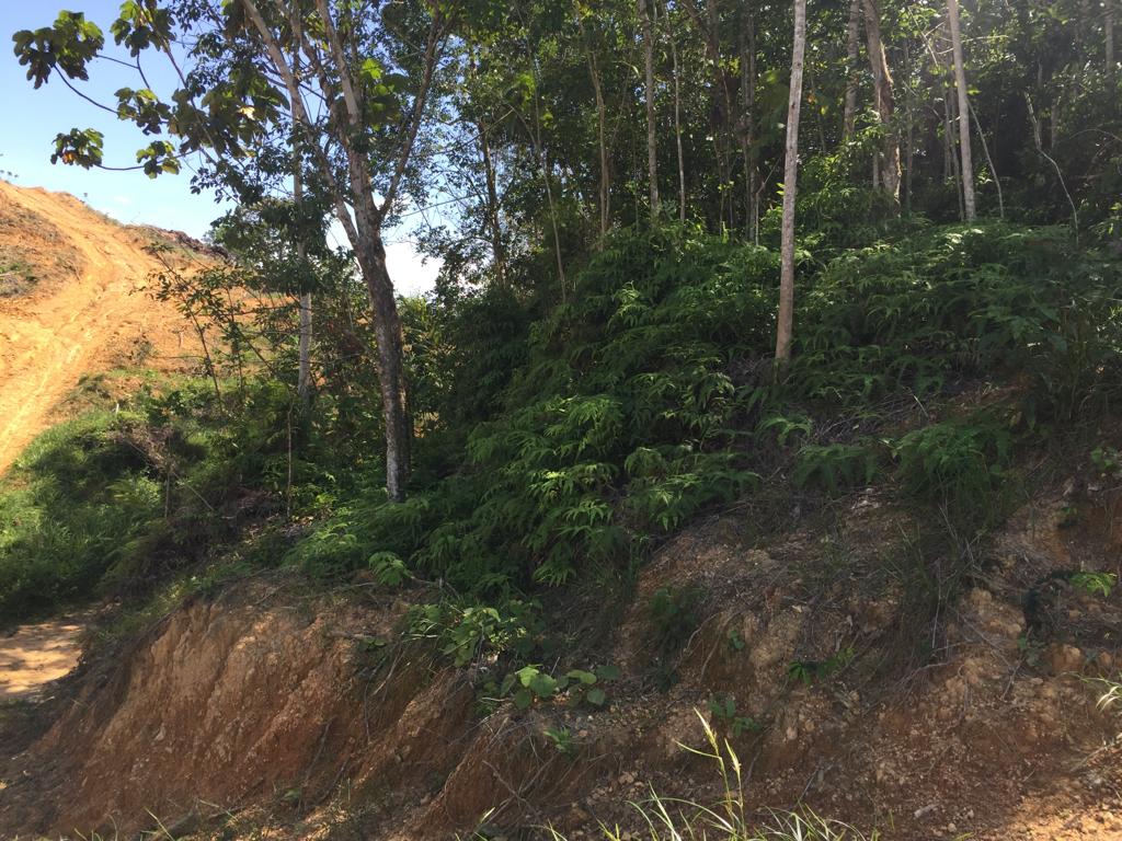 Tanah Pertanian Getah Juntai 3, Jelebu N9 - photo 3