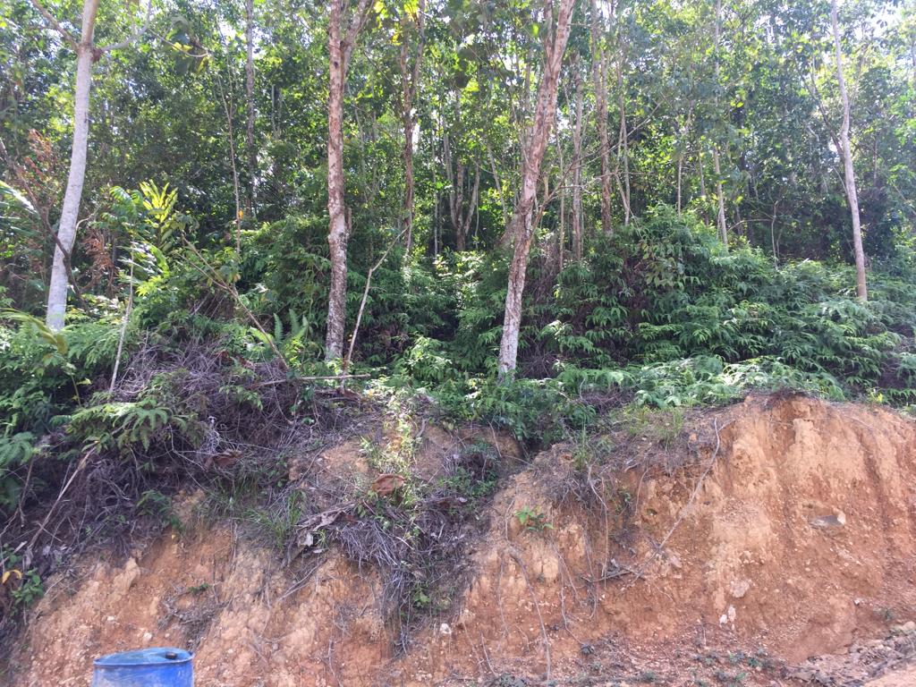 Tanah Pertanian Getah Juntai 3, Jelebu N9 - photo 4