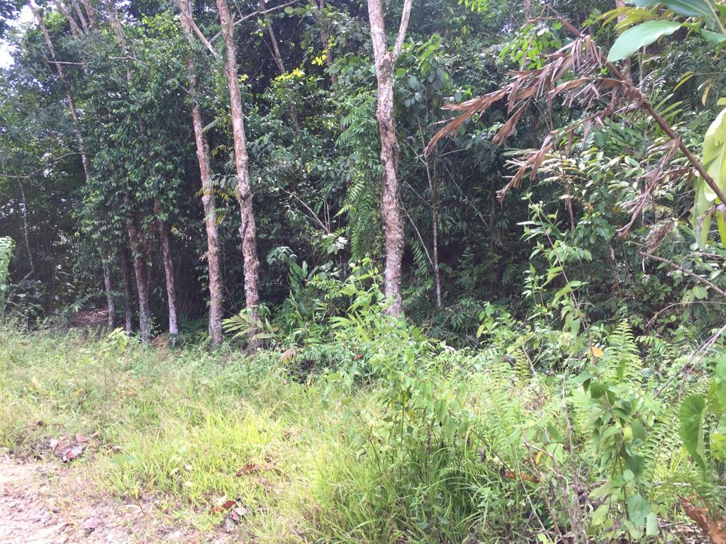 Tanah Pertanian Getah Juntai 3, Jelebu N9 - photo 8