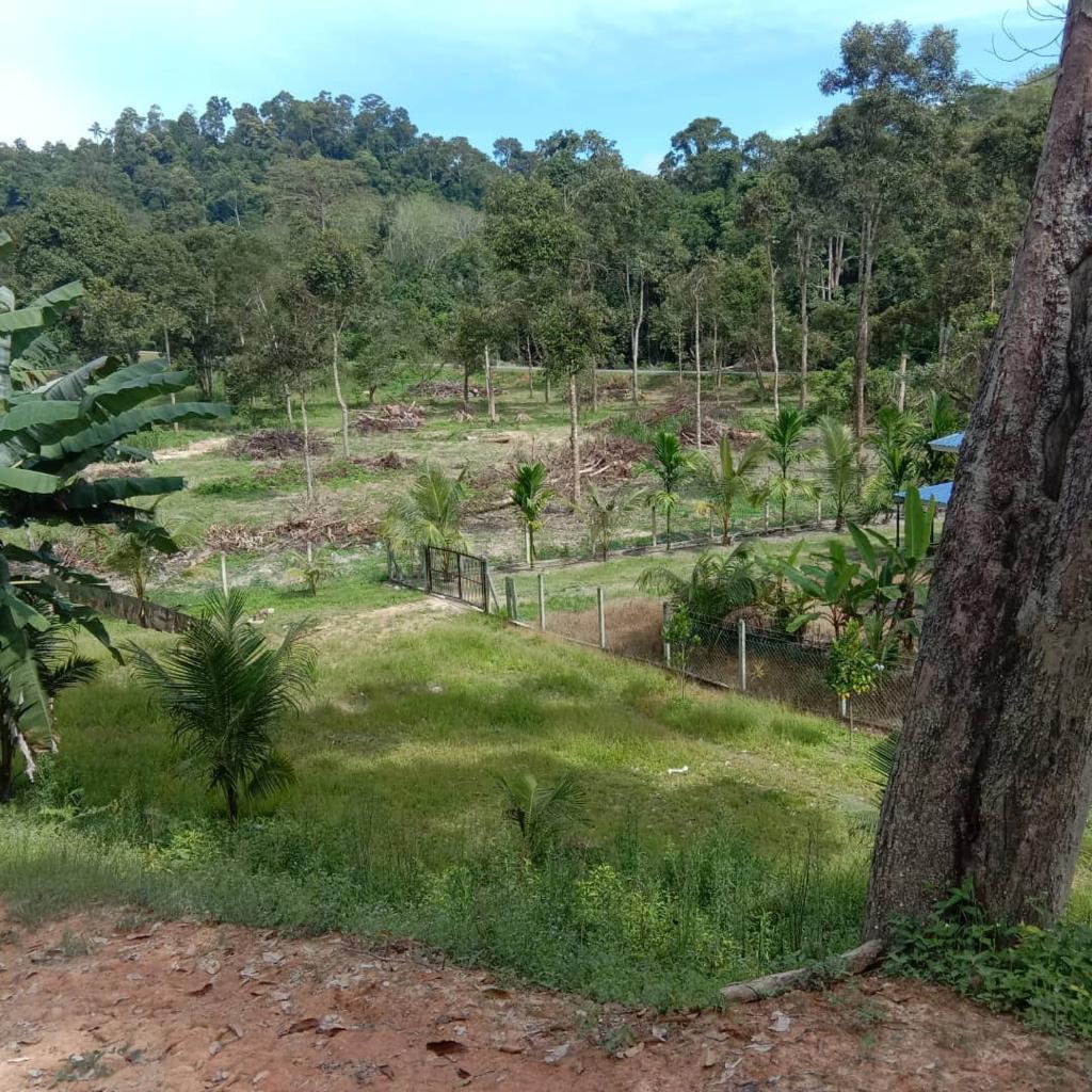 Tanah Dusun 3 Ekar di Petaseh Hulu Jelebu N9 - photo 2