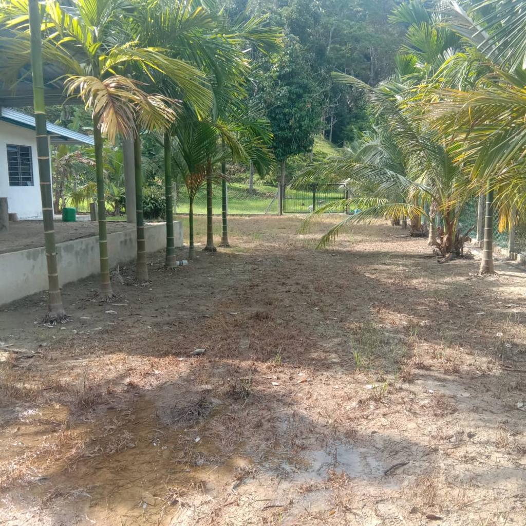 Tanah Dusun 3 Ekar di Petaseh Hulu Jelebu N9 - photo 4