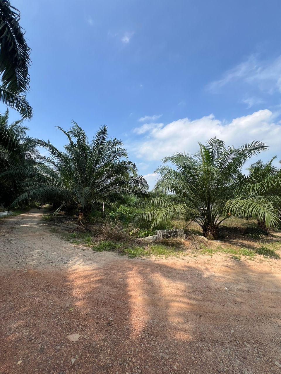 Tanah Pertanian 2 Ekar Kg Seri Cheeding Jenjarom - photo 3