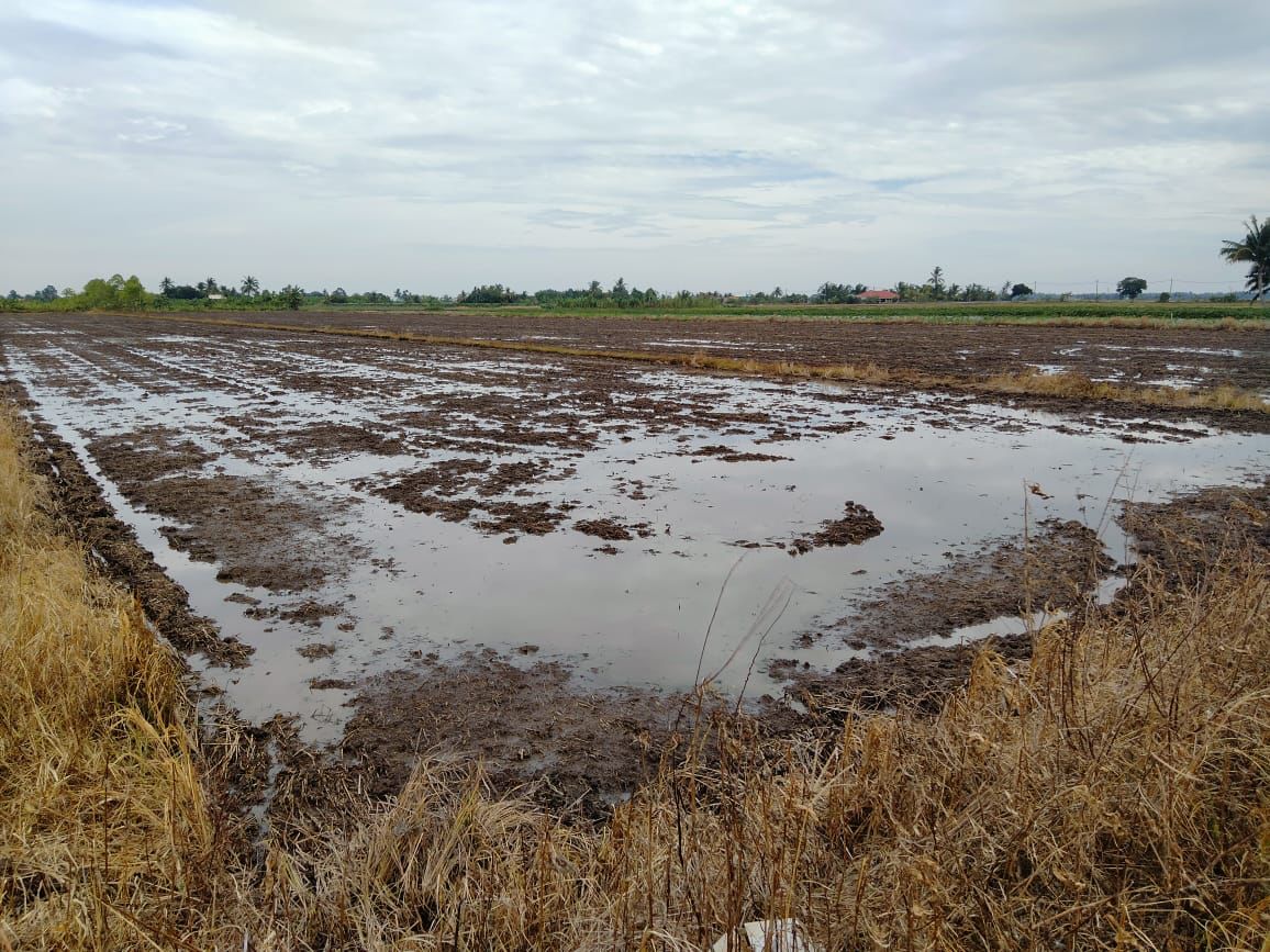 Tanah Pertanian 3 Ekar Pasir Panjang Sekinchan - photo 3