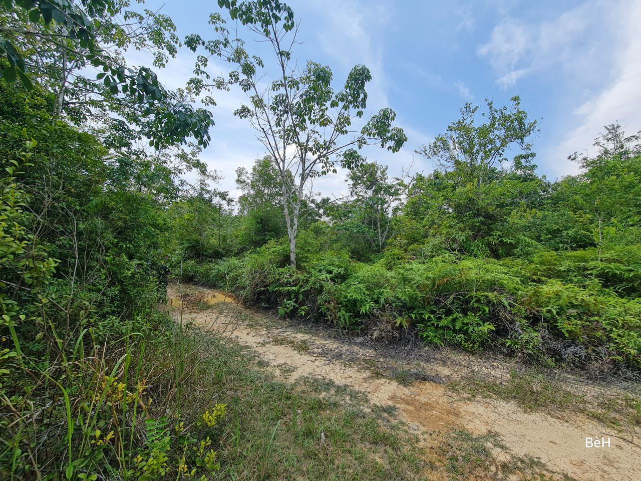 Tanah Pertanian 11 Ekar Bukit Lamir Lompa Temerloh - photo 3