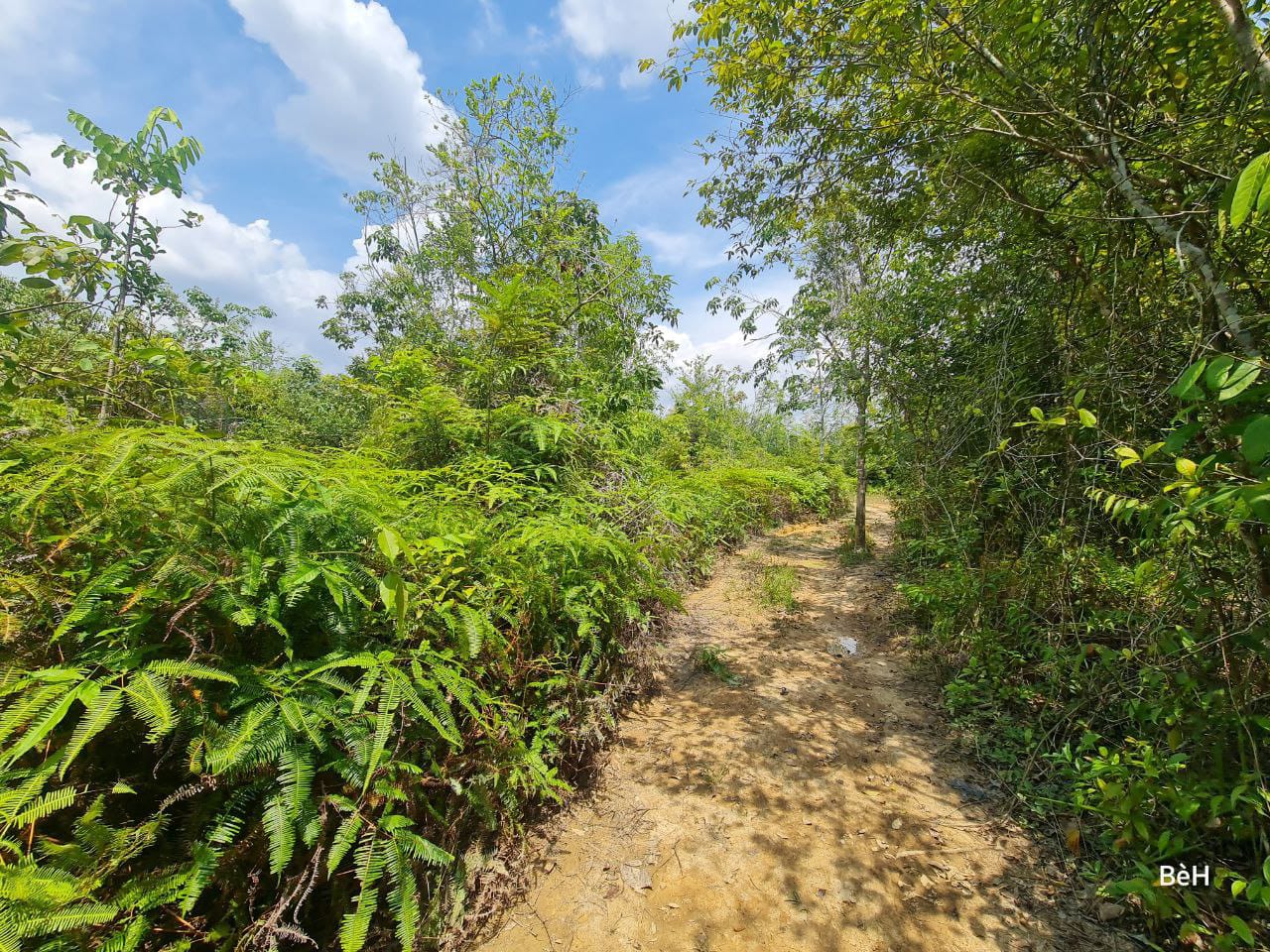 Tanah Pertanian 11 Ekar Bukit Lamir Lompa Temerloh - photo 4