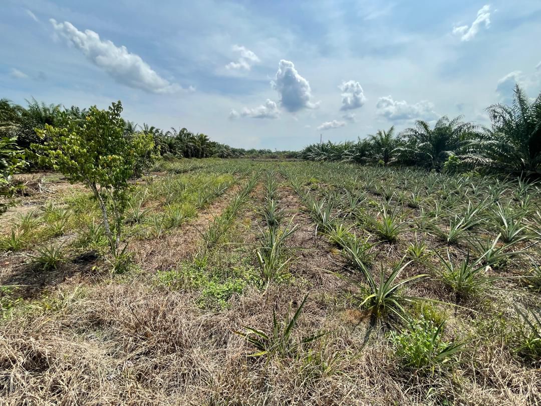 Tanah Kebun Sawit 2 Ekar Stenga Ayer Baloi Pontian - photo 4