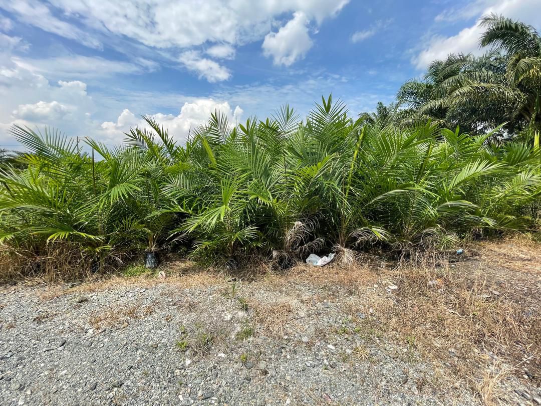 Tanah Kebun Sawit 2 Ekar Stenga Ayer Baloi Pontian - photo 6