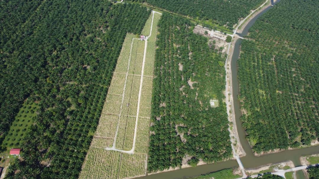 Agri Land Lucrative Palm Oil n Durian Farm in Muar - photo 2
