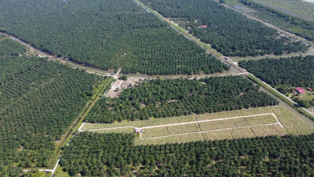 Agri Land Lucrative Palm Oil n Durian Farm in Muar - photo 3