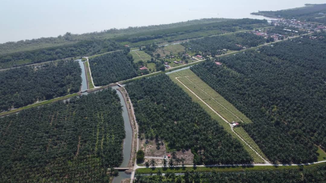 Agri Land Lucrative Palm Oil n Durian Farm in Muar - photo 4