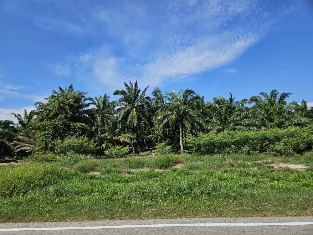 Agri Land Lucrative Palm Oil n Durian Farm in Muar - photo 7