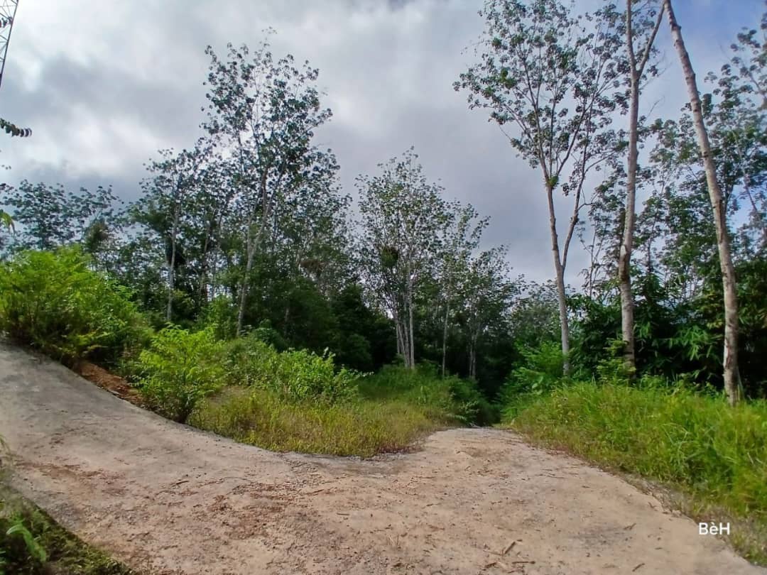 Tanah Tepi Jalan Gua Musang ke Cameron Highland - photo 2
