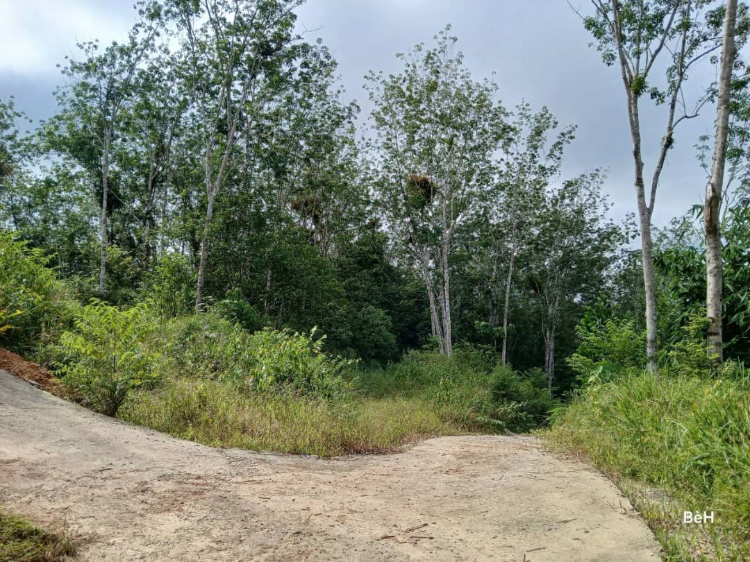 Tanah Tepi Jalan Gua Musang ke Cameron Highland - photo 3