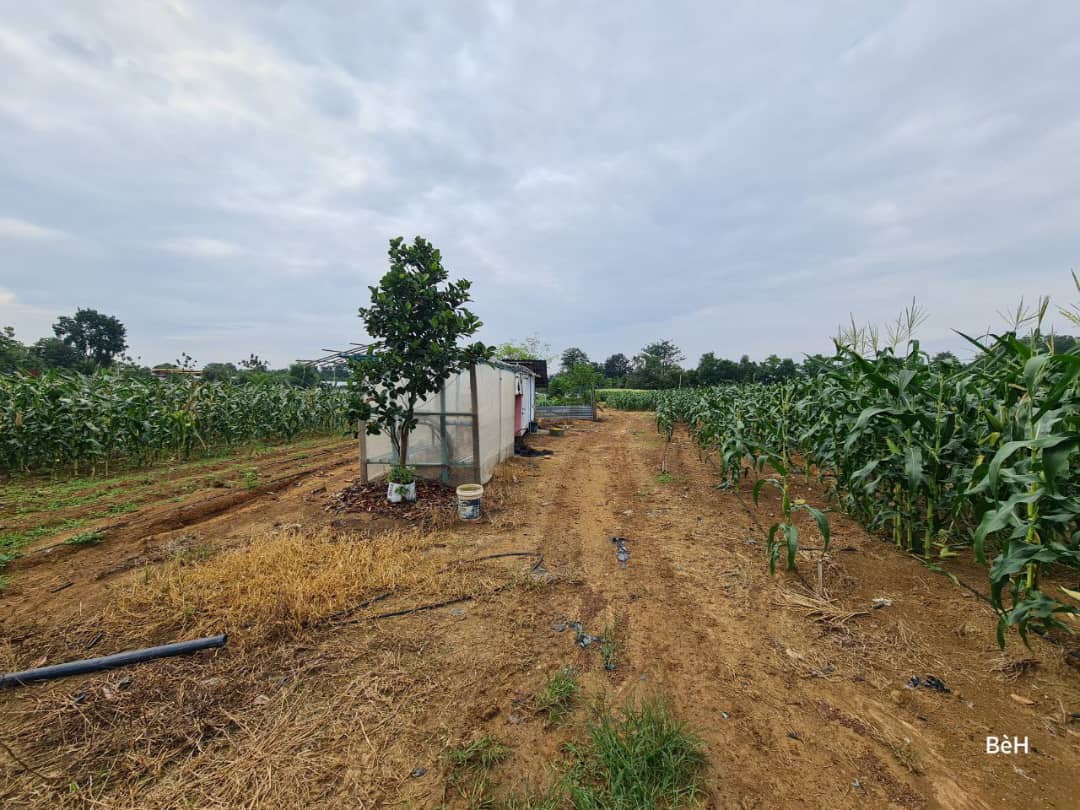 Tanah Zoning Kediaman Mukim Pinang Tunggal Kedah - photo 3