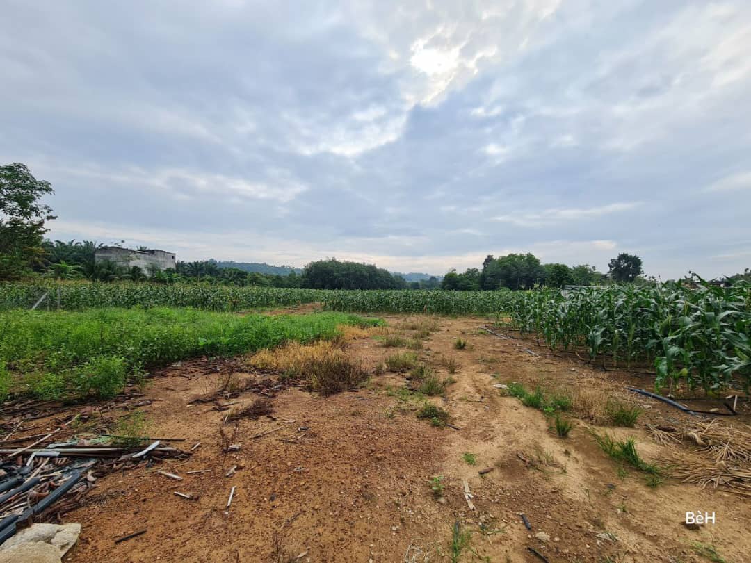 Tanah Zoning Kediaman Mukim Pinang Tunggal Kedah - photo 5