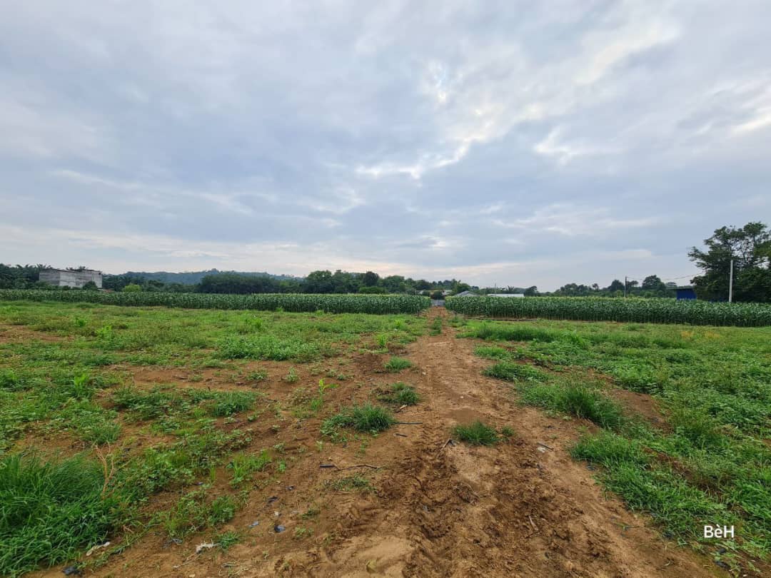 Tanah Zoning Kediaman Mukim Pinang Tunggal Kedah - photo 7