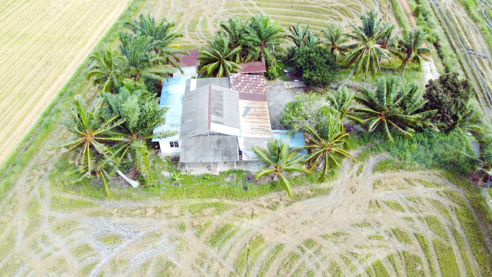 Tanah Sawah Beserta Rumah Sempadan Tanjong Karang - photo 4