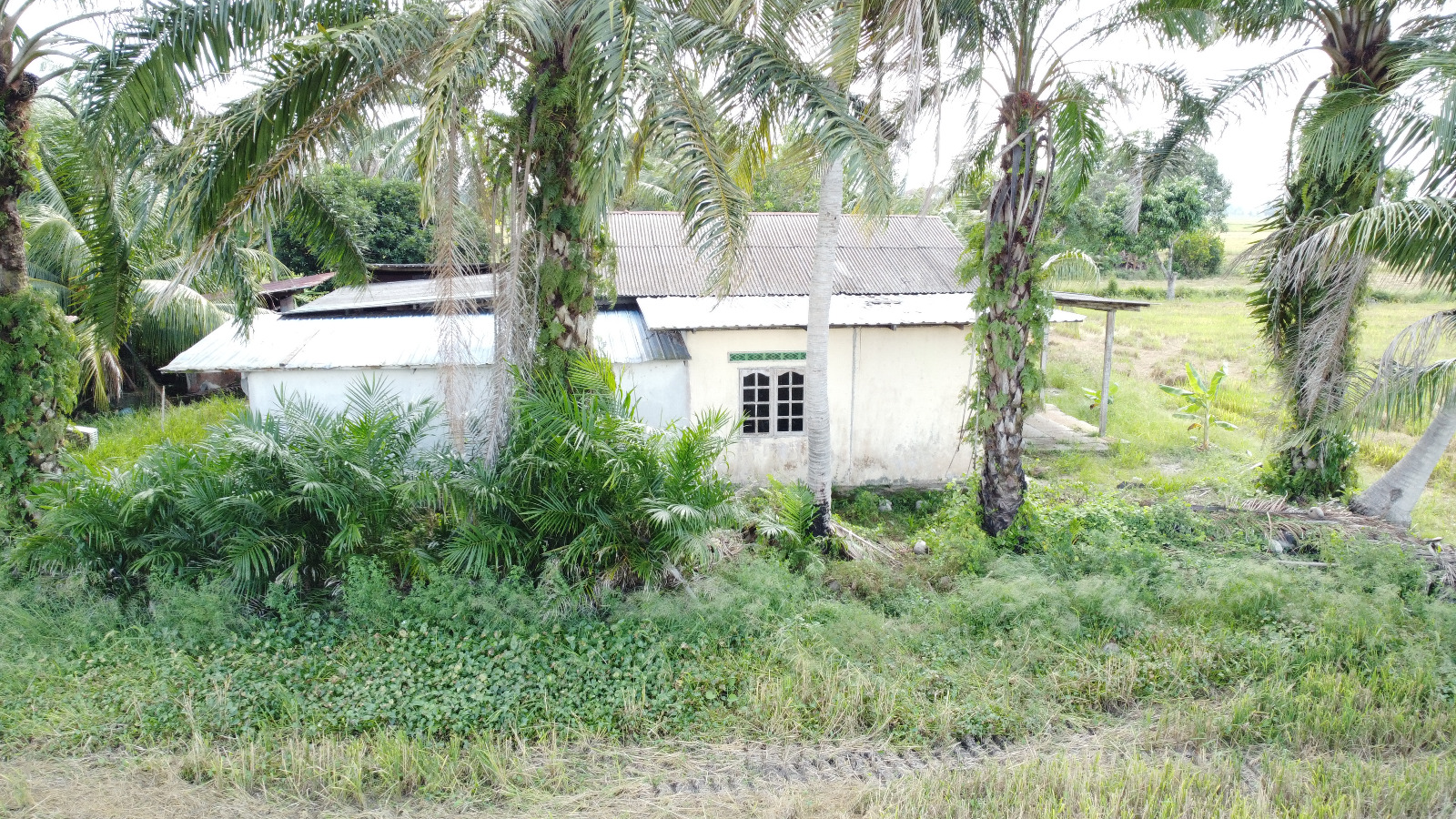 Tanah Sawah Beserta Rumah Sempadan Tanjong Karang - photo 8