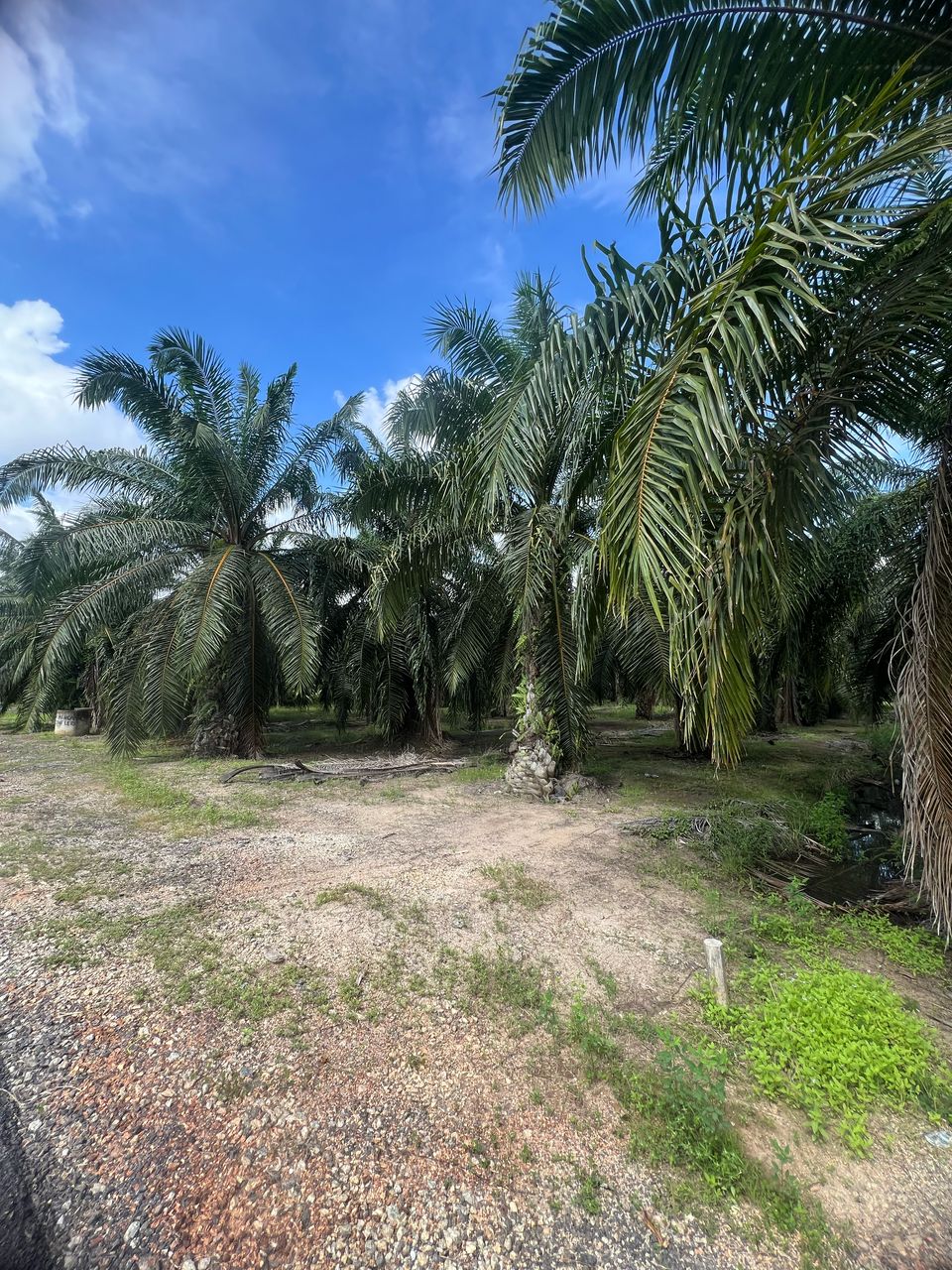 Tanah Kebun Sawit 5 Ekar di Sabak Bernam For Sale - photo 2