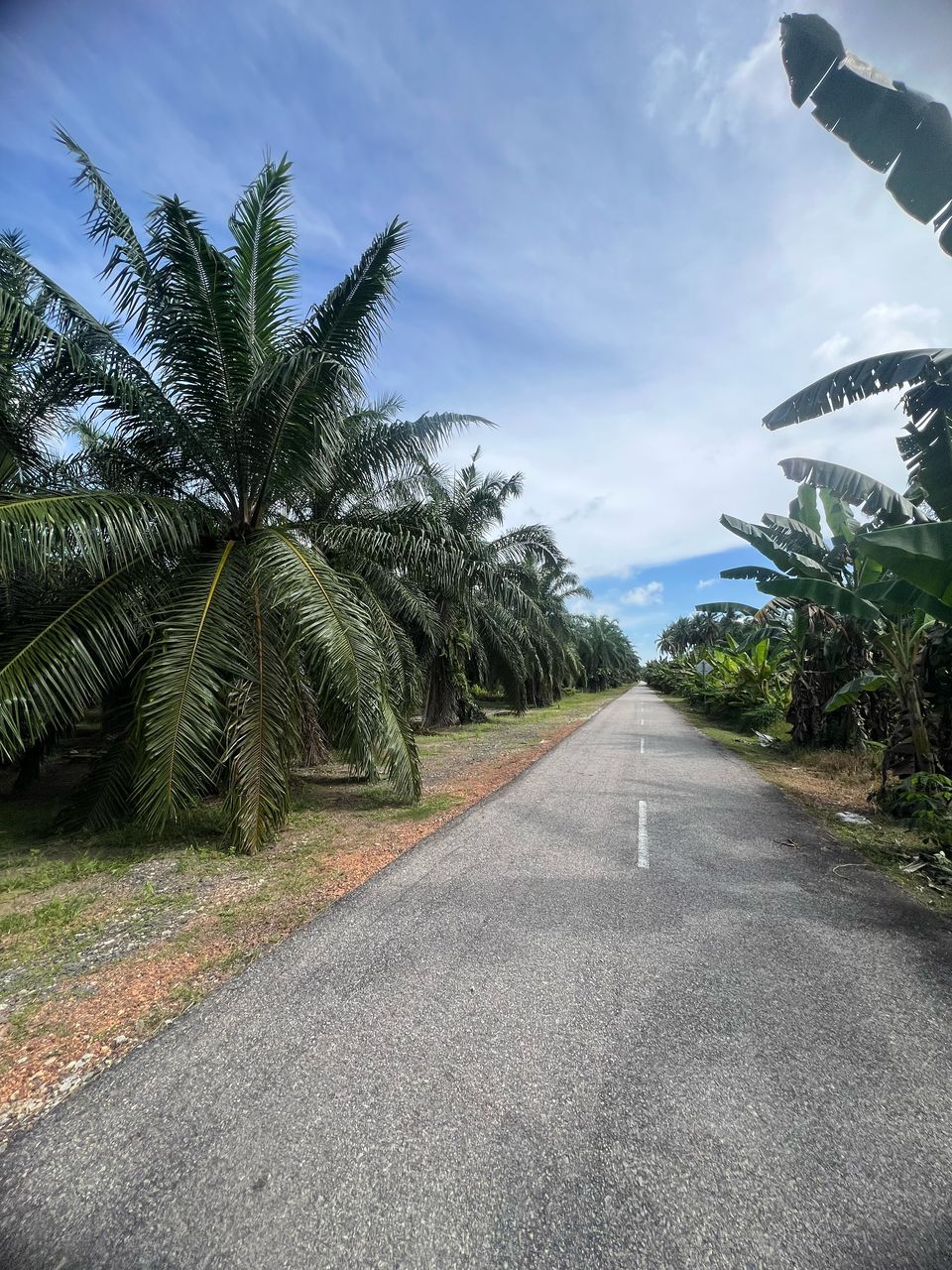 Tanah Kebun Sawit 5 Ekar di Sabak Bernam For Sale - photo 3