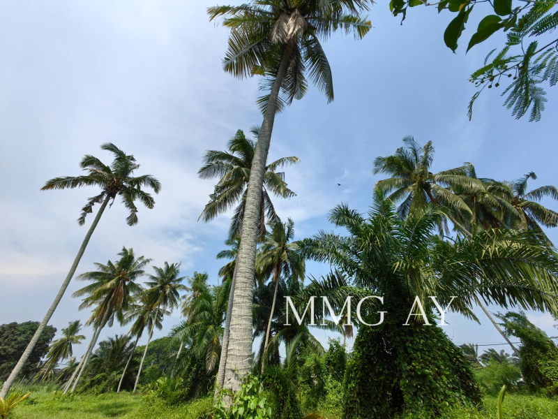 Jeram Agricultural Land MMG AV - photo 2