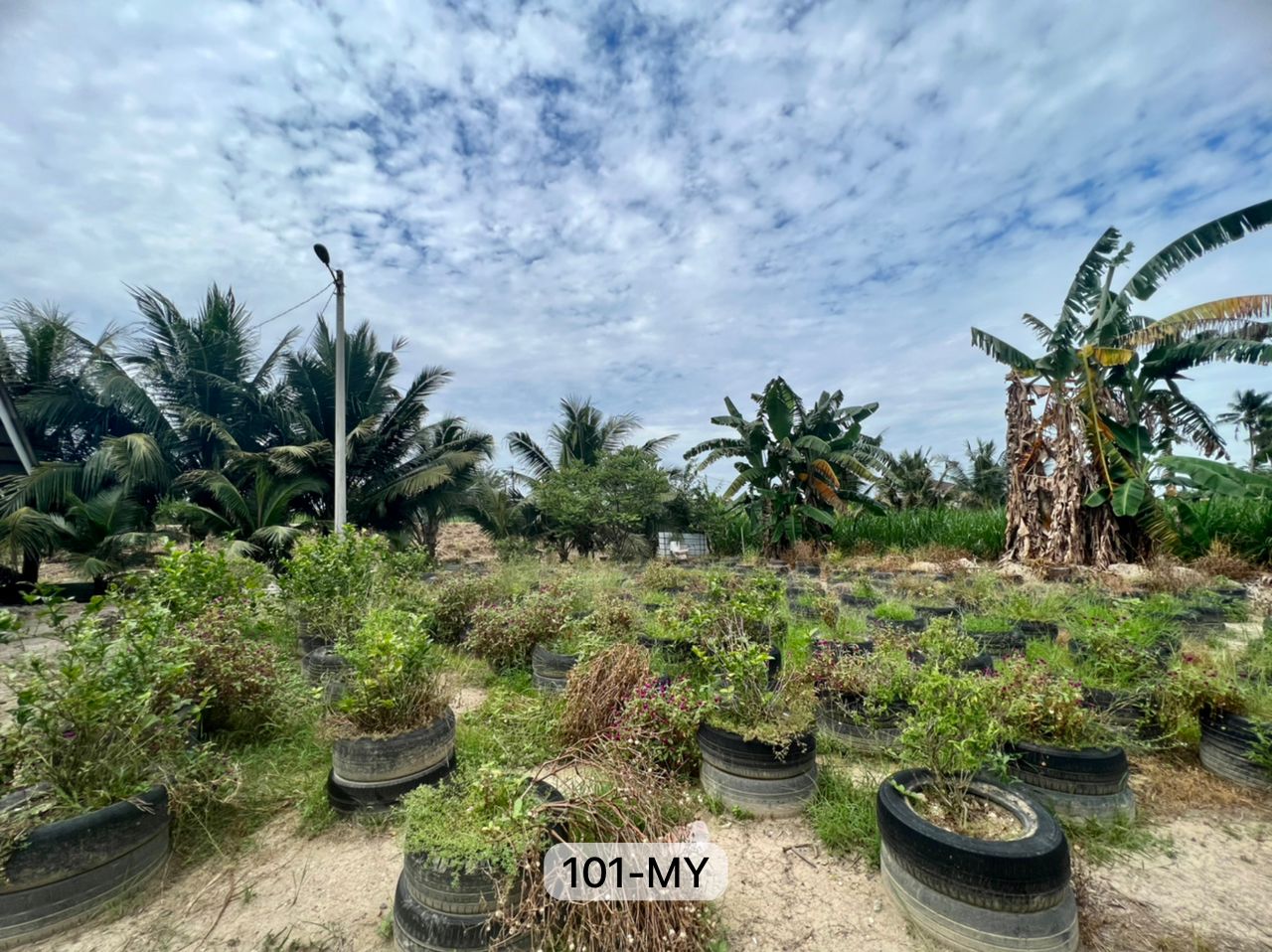 Kapar Klang, Batu 7 Agriculture Land - photo 4