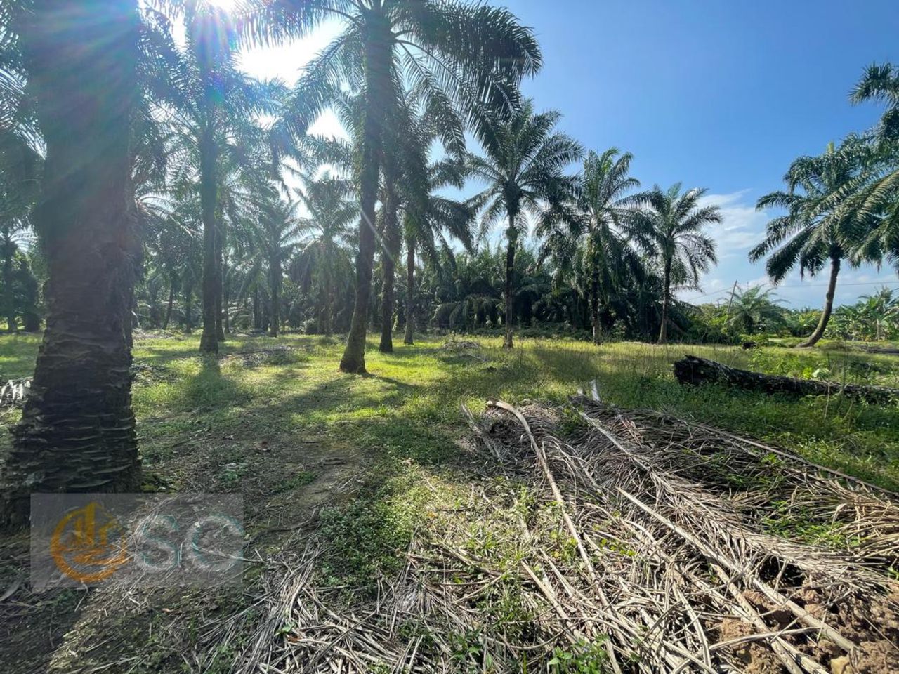Bdr Mahkota Banting Kuala Langat Agriculture Land - photo 3