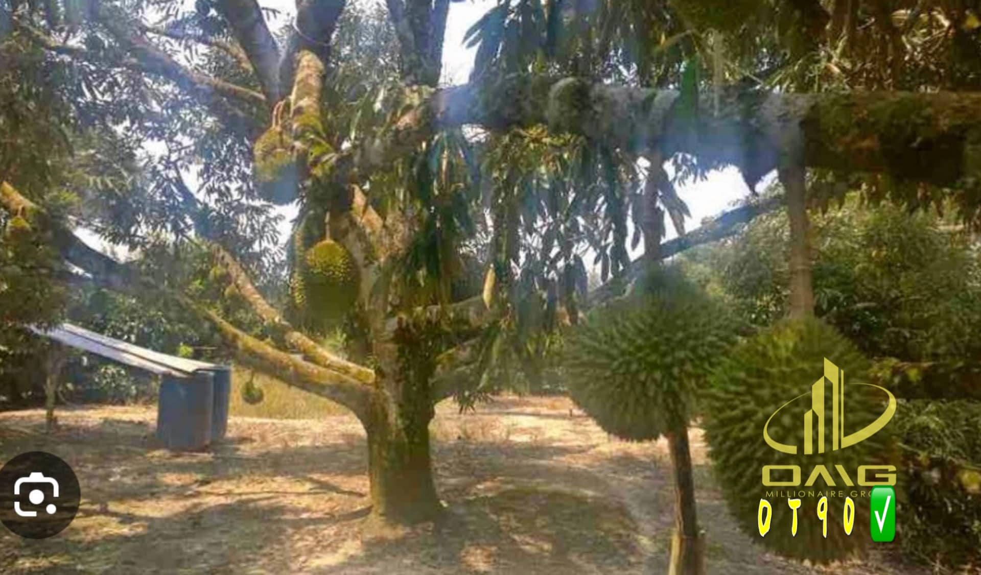 Karak Durian Farm Pahang for sale - photo 2