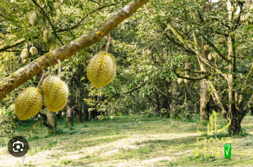 Karak Durian Farm Pahang for sale - photo 3