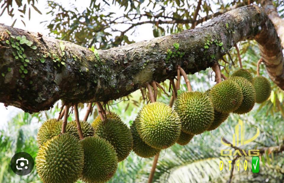 Karak Durian Farm Pahang for sale - photo 4