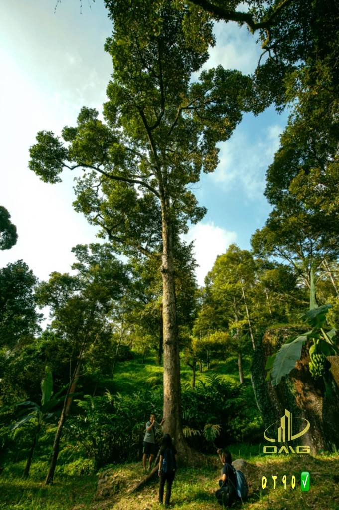 Karak Durian Farm Pahang for sale - photo 5