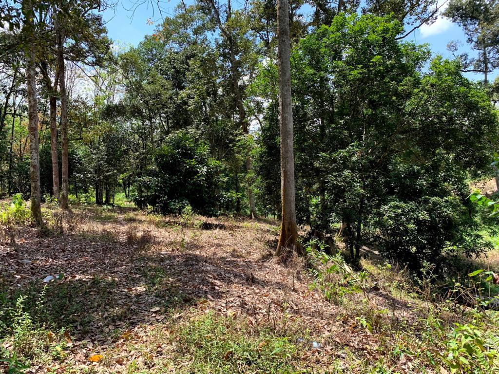 Agriculture Land at Genting Malek Batang Kali - photo 1